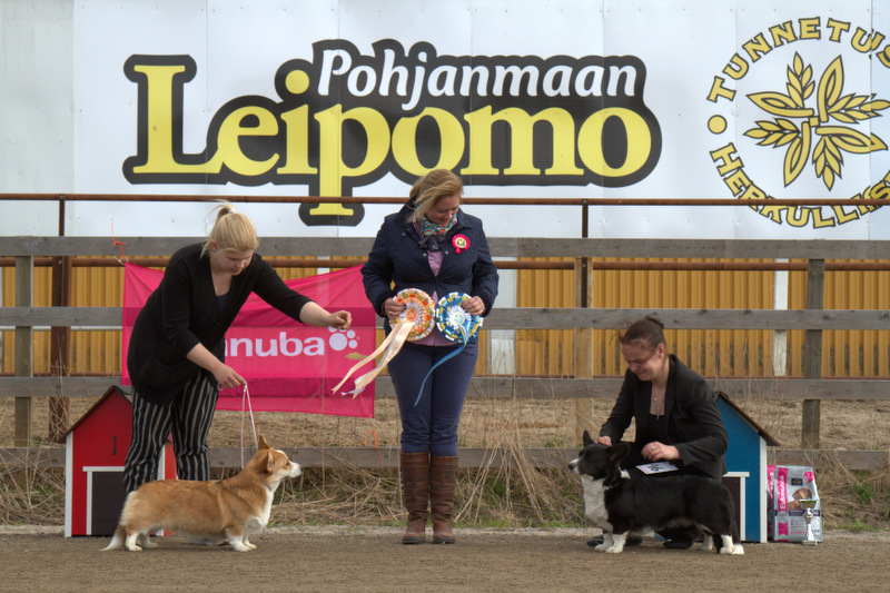 corgierkkari_17052014 2124