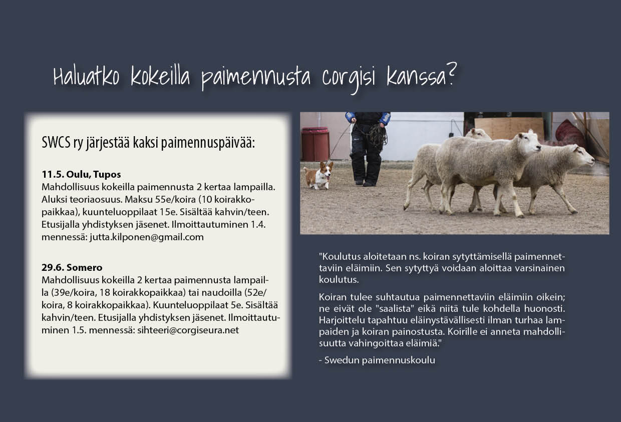 Corgiset_1_19_paimennusmainos