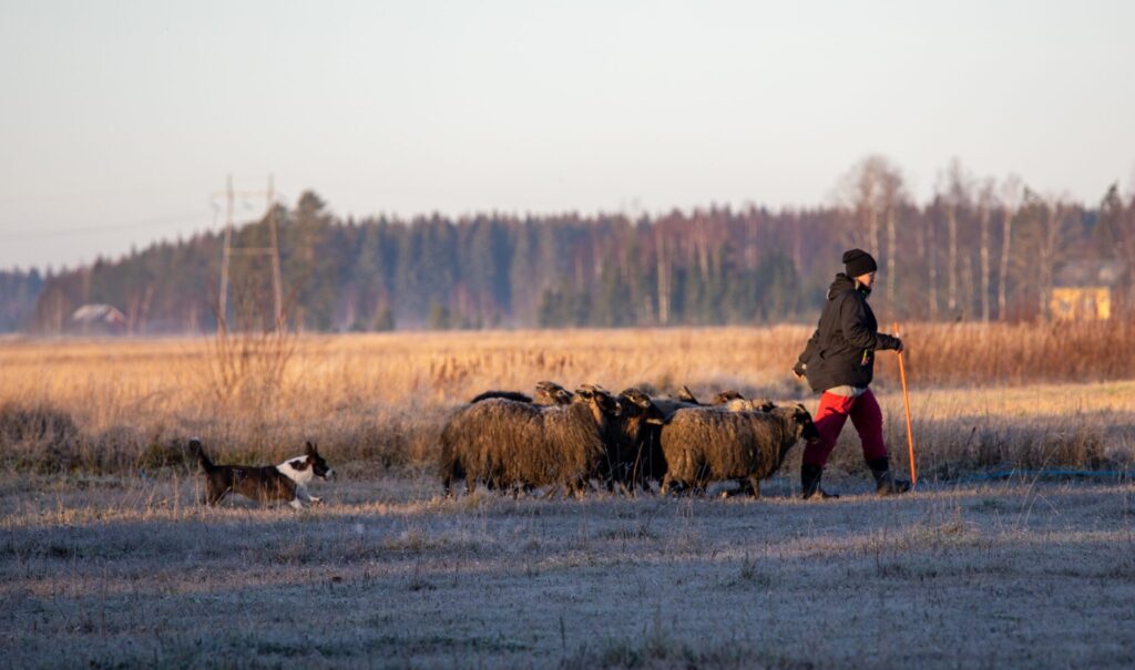 Cardigan peruskuljettaa lampaita ihmisen kanssa.